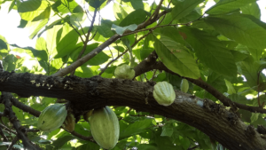 tierra de cacao